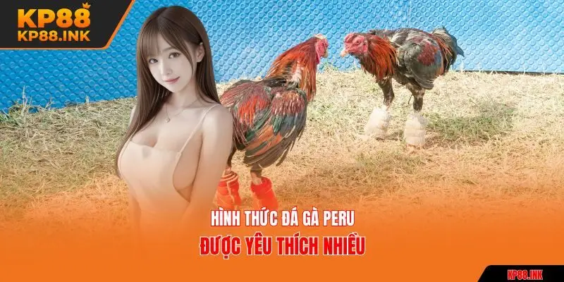 Hình thức đá gà peru được yêu thích nhiều