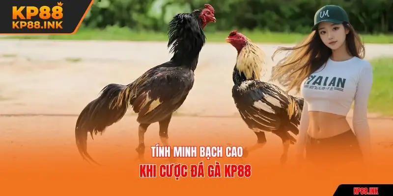 Tính minh bạch cao khi cược đá gà KP88