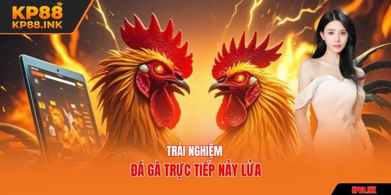 Trải nghiệm đá gà trực tiếp nảy lửa
